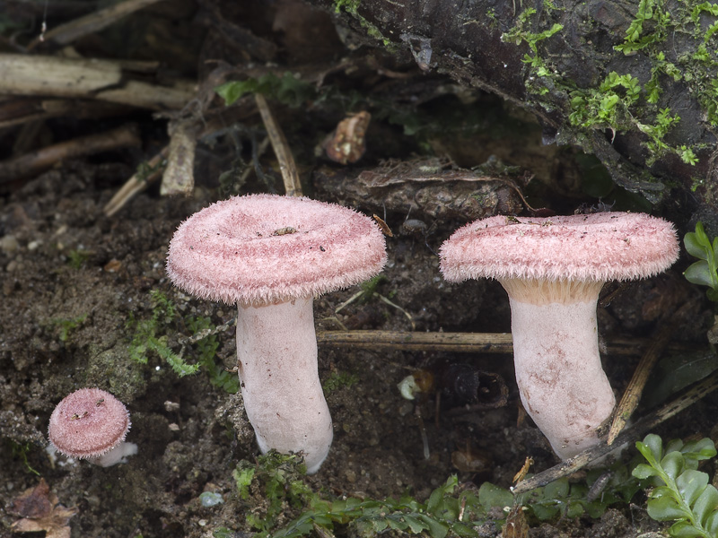 Lactarius spinosulus